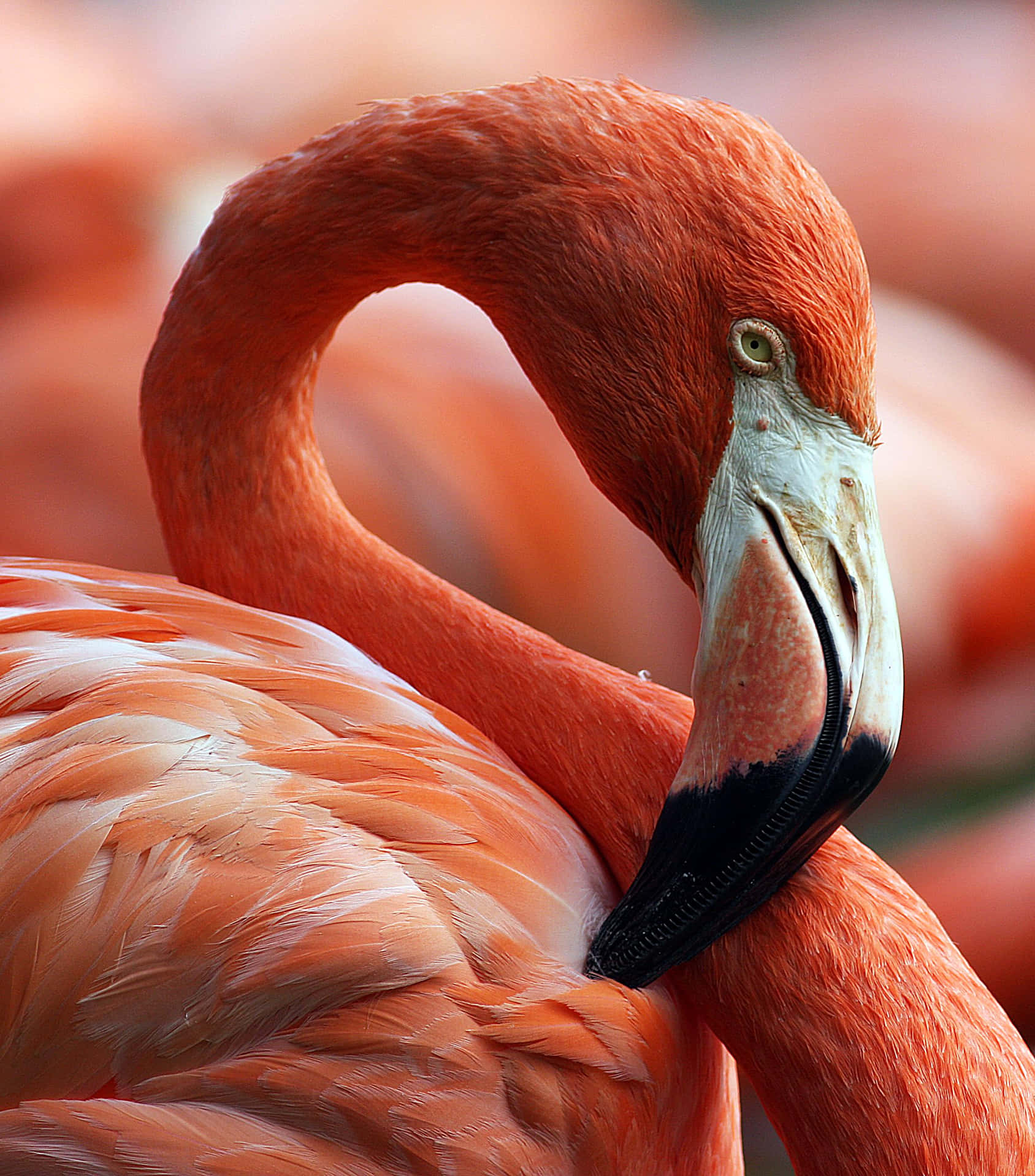 Inleuchtendem Pink Strahlt Ein Majestätischer Flamingo