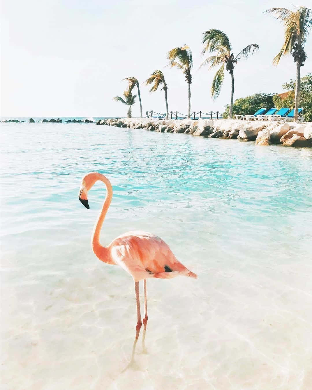 Imagemde Um Belo Flamingo Rosa Em Seu Habitat Natural.