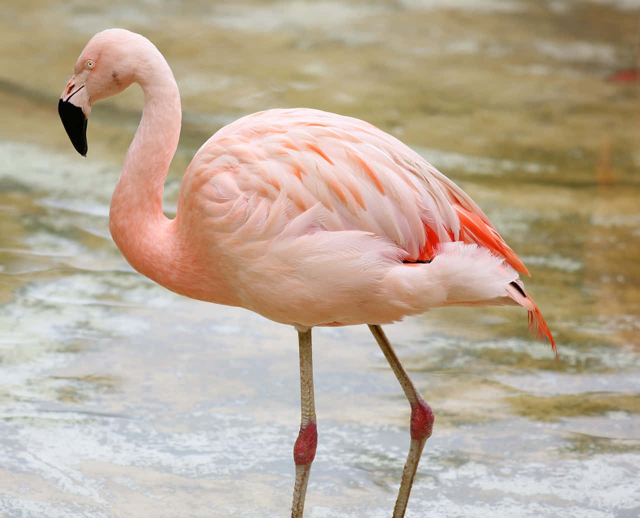 A beautiful Flamingo stands perched on a lake against the setting sun
