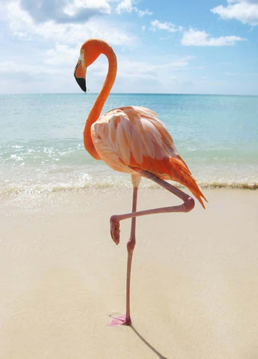 Flamingos standing along the shoreline