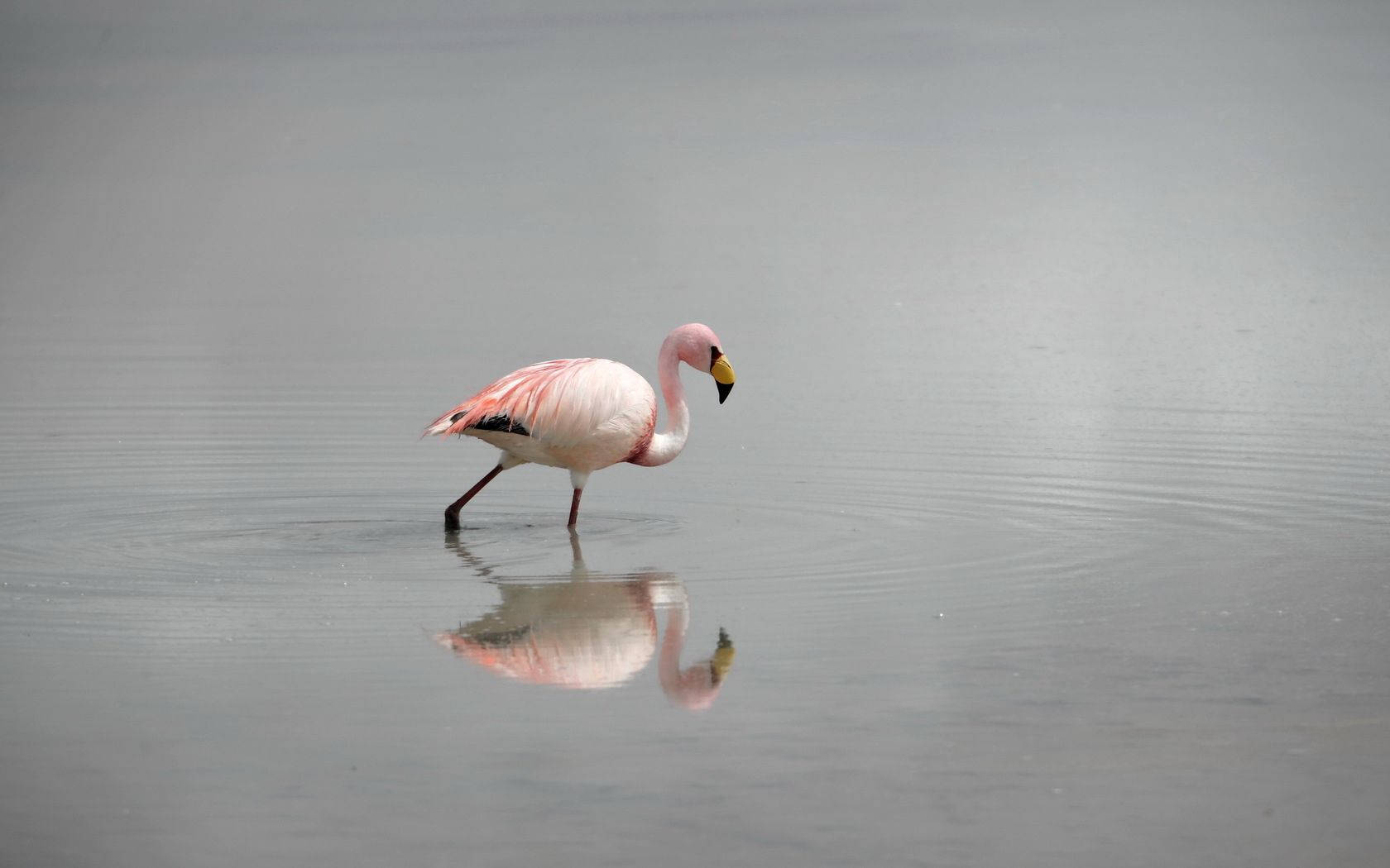 Flamingo Wading In Clear Waters Wallpaper