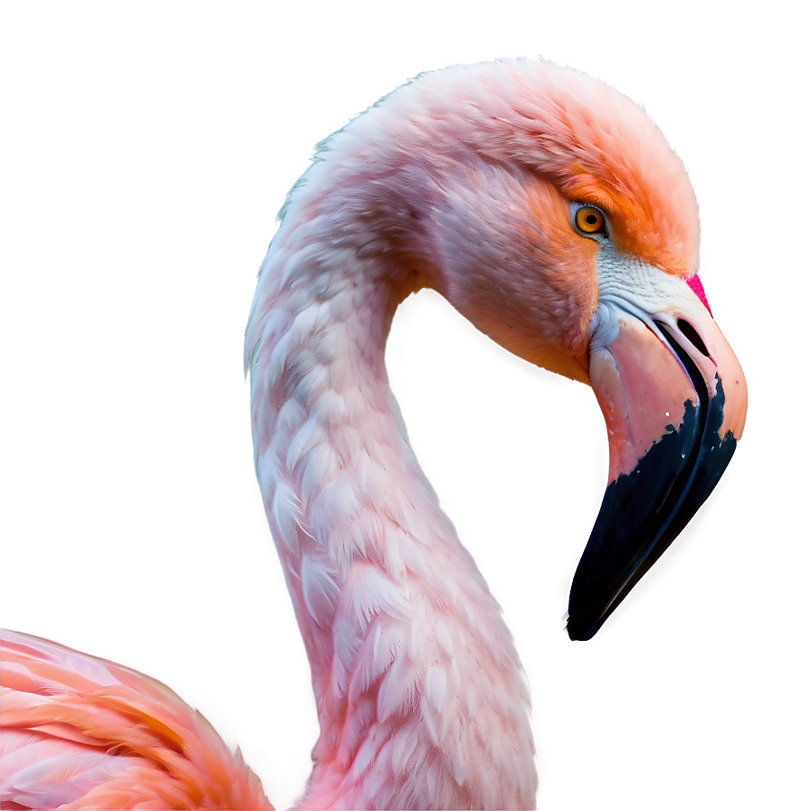 Flamingo Wedding Theme Png Elv18 PNG