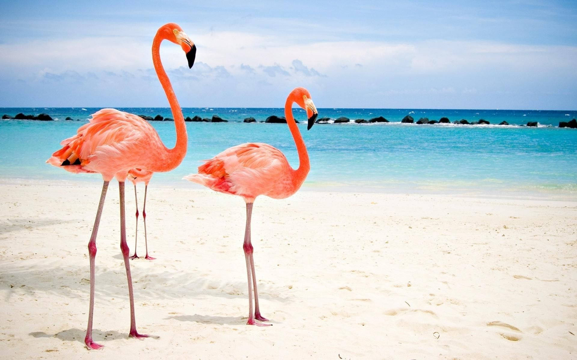 Flamingoer På Aruba Beach Wallpaper