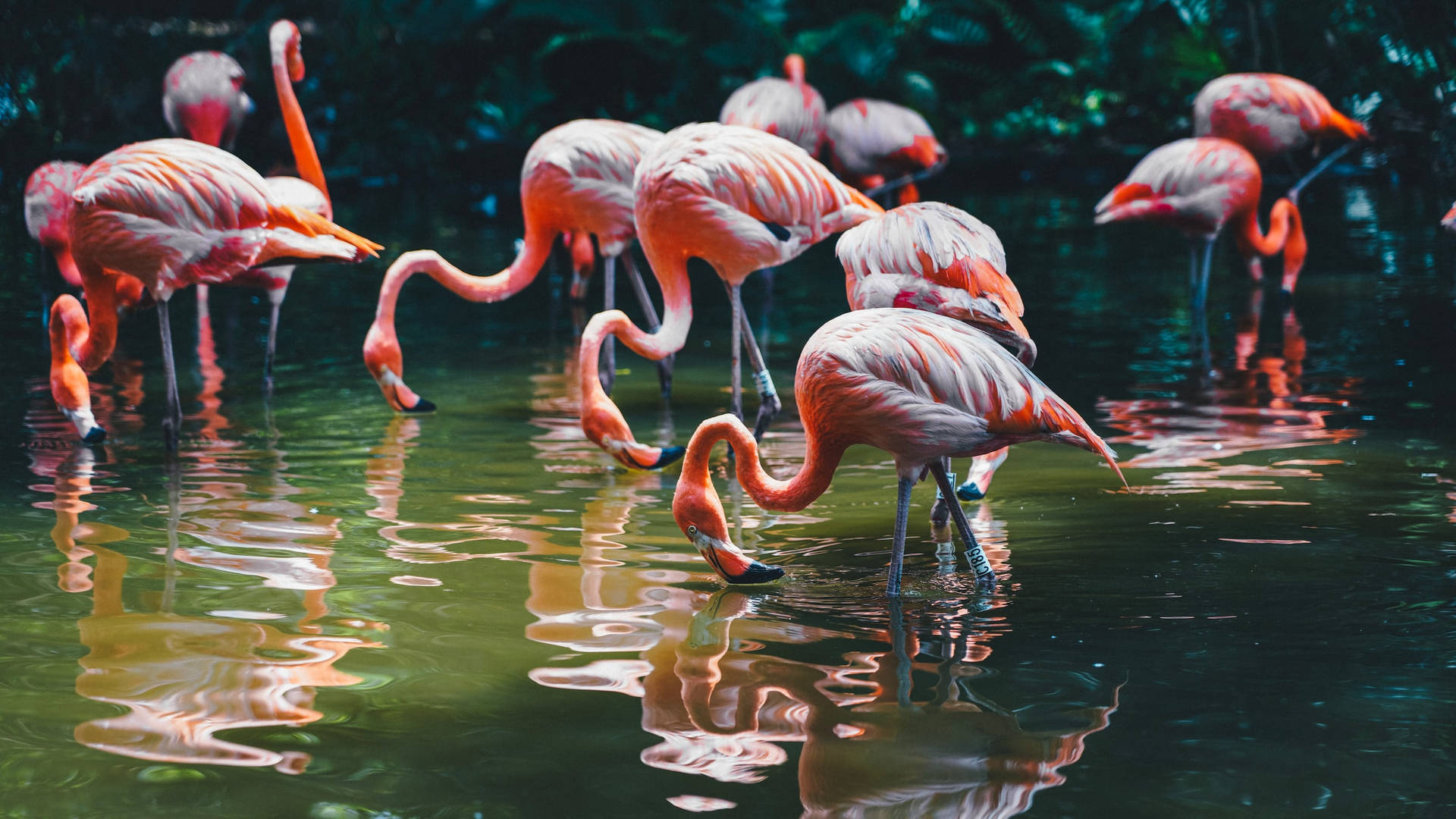 Bakgrundsbildför Dator Eller Mobil - Flamingos I Fullskärm. Wallpaper