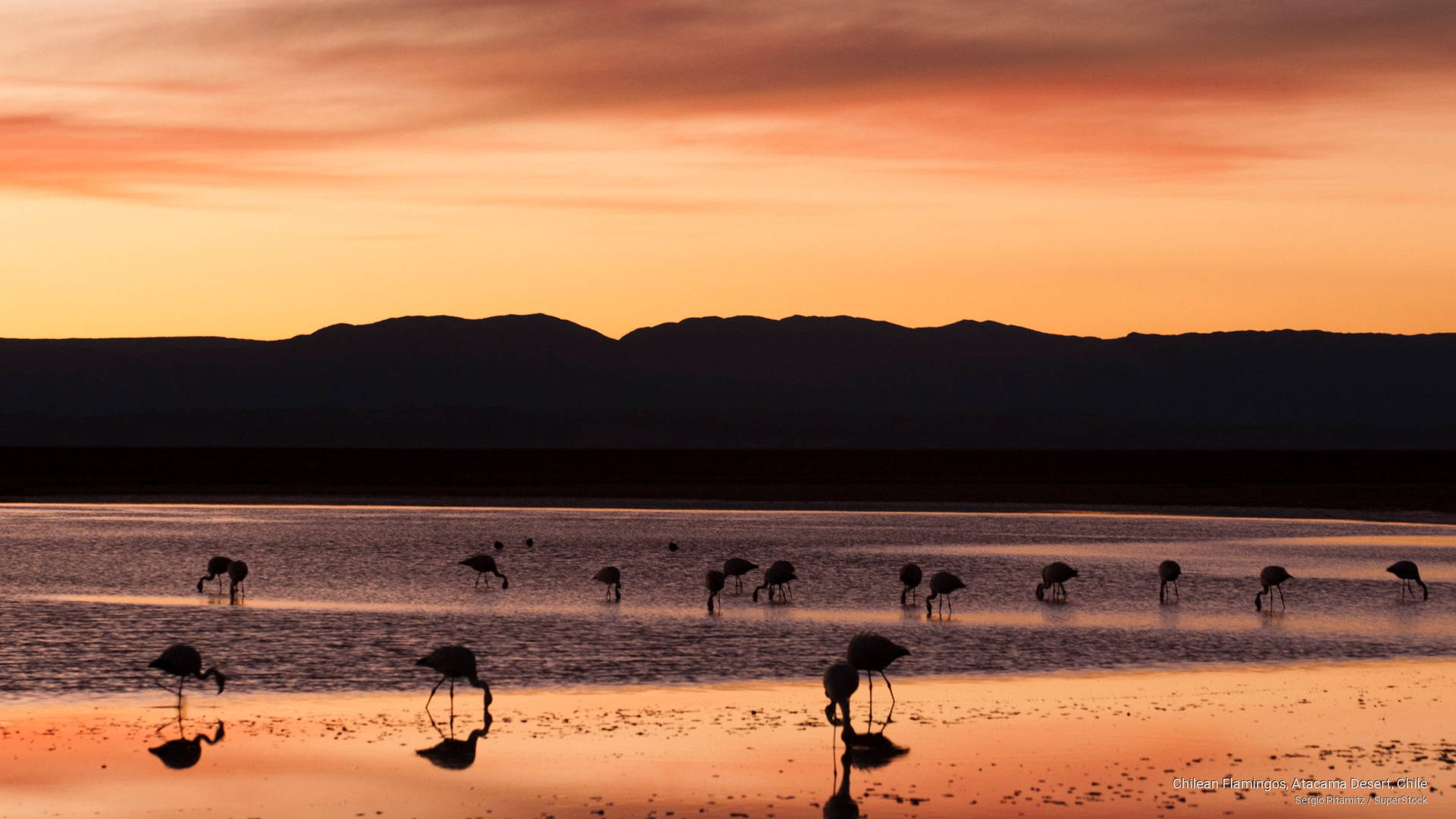 Flamingosno Deserto De Atacama, Chile. Papel de Parede