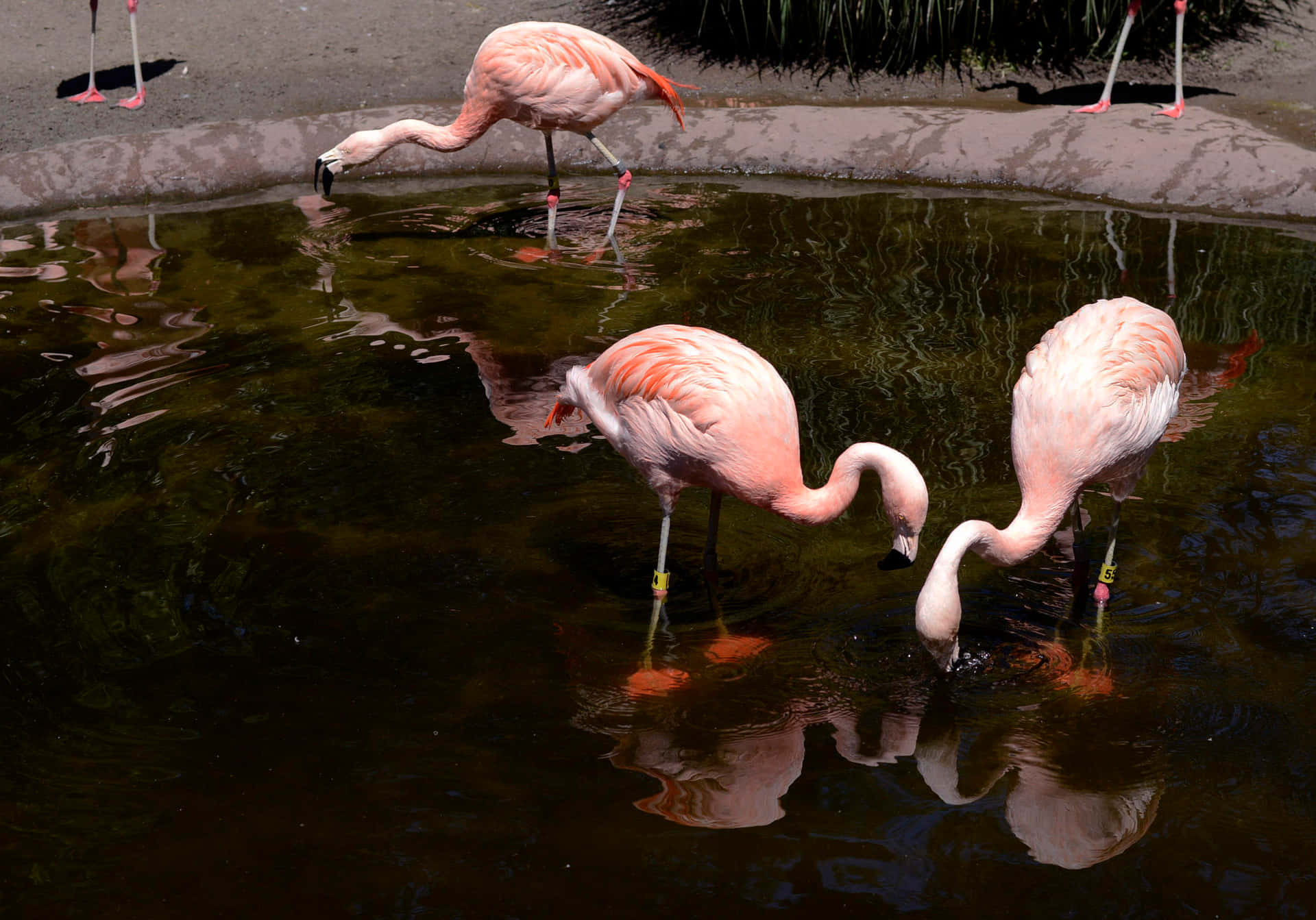 Flamingos Reflectingin Water Woodland Park Zoo Wallpaper
