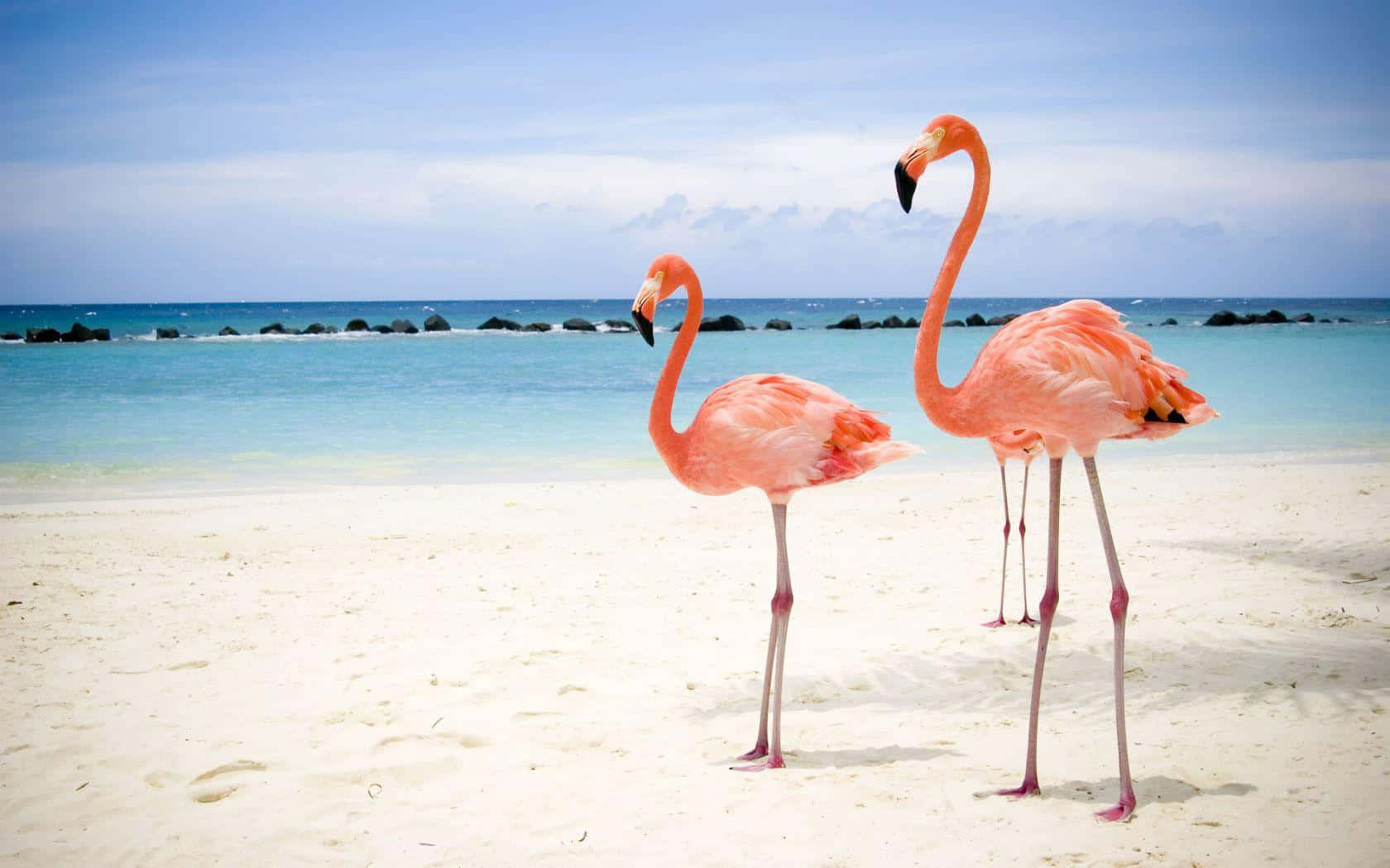 Flamingoson Sandy Beach Wallpaper
