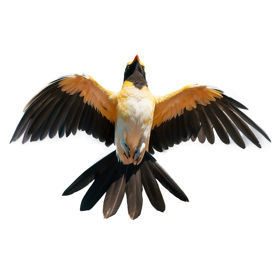Flapping Wings Bird Png 06122024 PNG