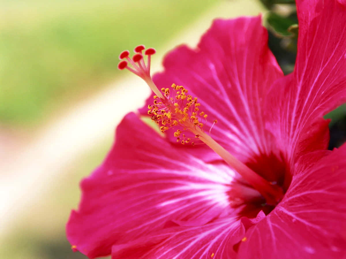 Flashy Hibiscus Flower Background