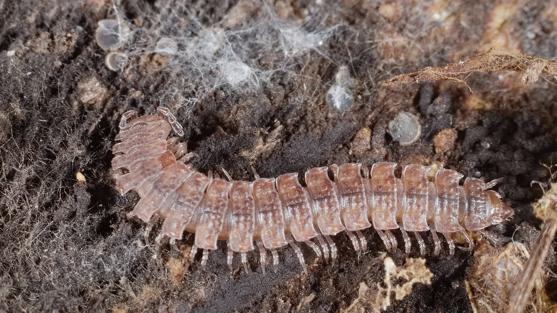 Flat-backed Millipede On Dirty Ground Background