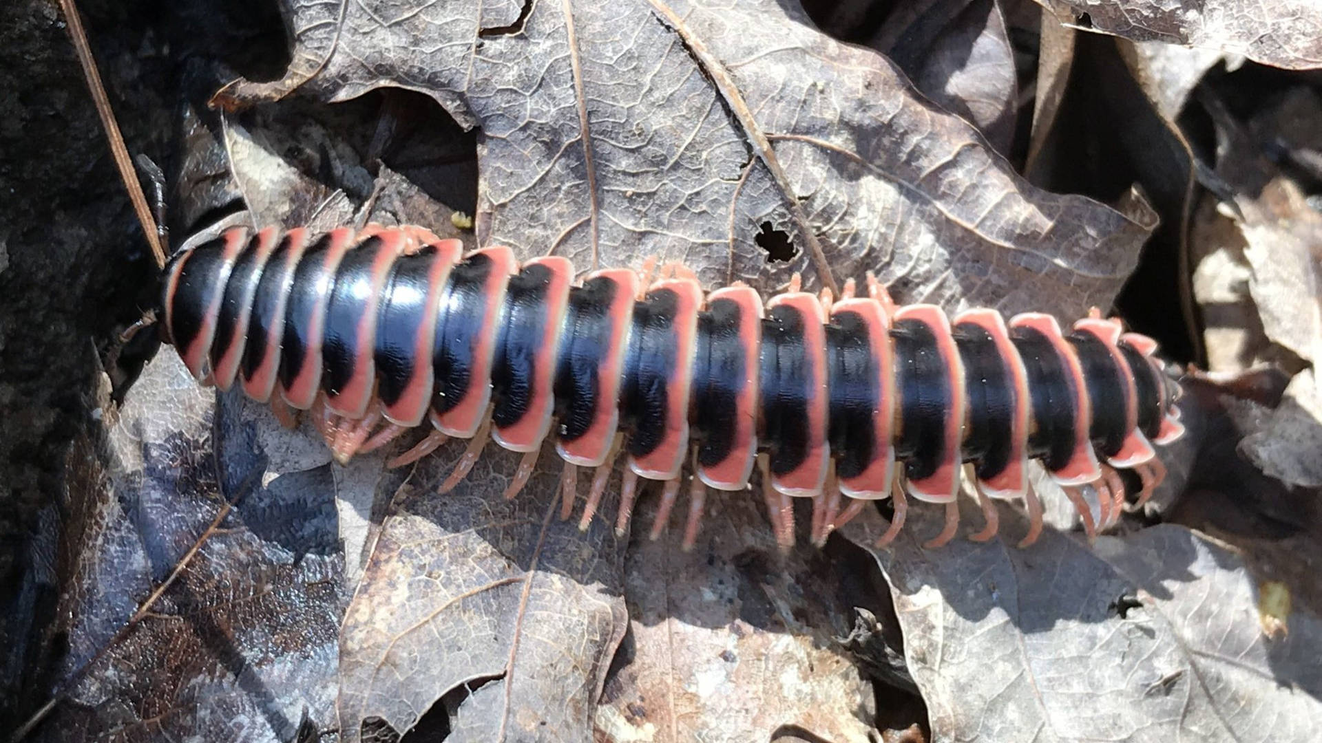 A close-up view of a Flat-Backed Millipede crawling on dry leaves Wallpaper