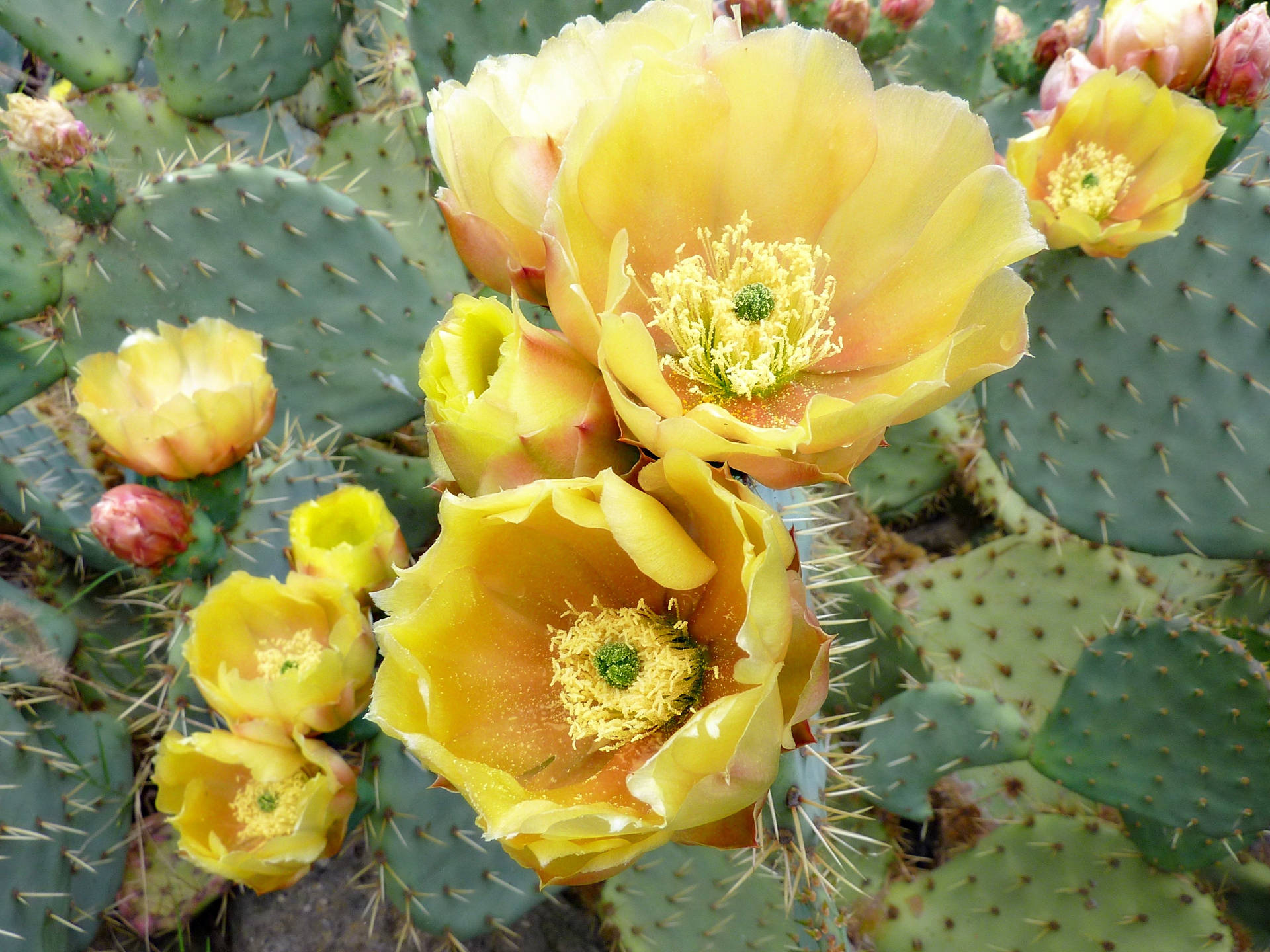 Bright yellow blooms sprout from a flat cactus in the desert. Wallpaper