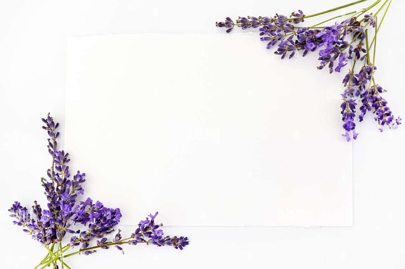 Lavender Flowers And A Blank Paper On A White Background