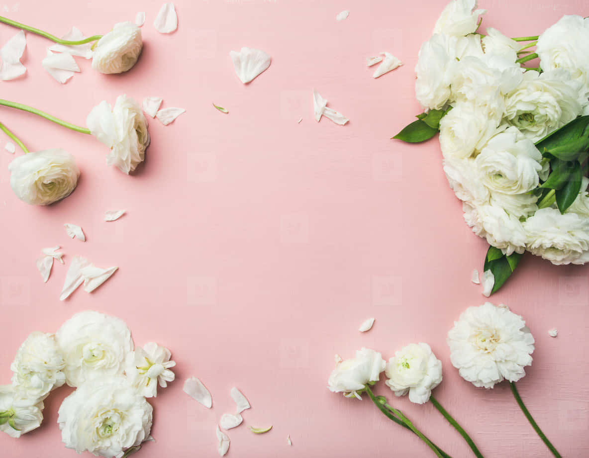 White Flowers On Pink Background