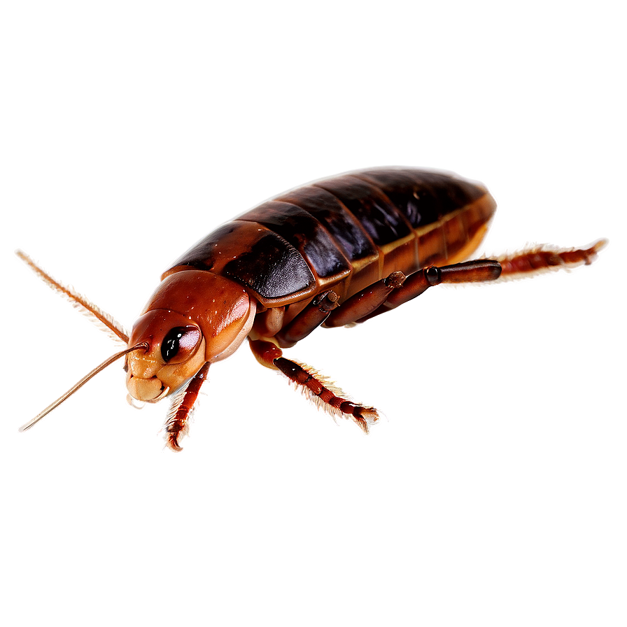 Flat Roach Png Cvq5 PNG