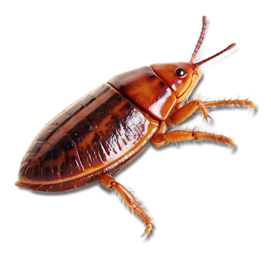 Flat Roach Png Nth54 PNG