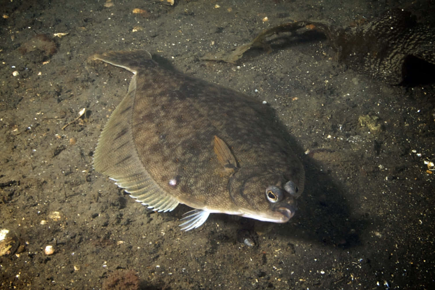 Flatfish Camouflagedon Ocean Floor.jpg Wallpaper