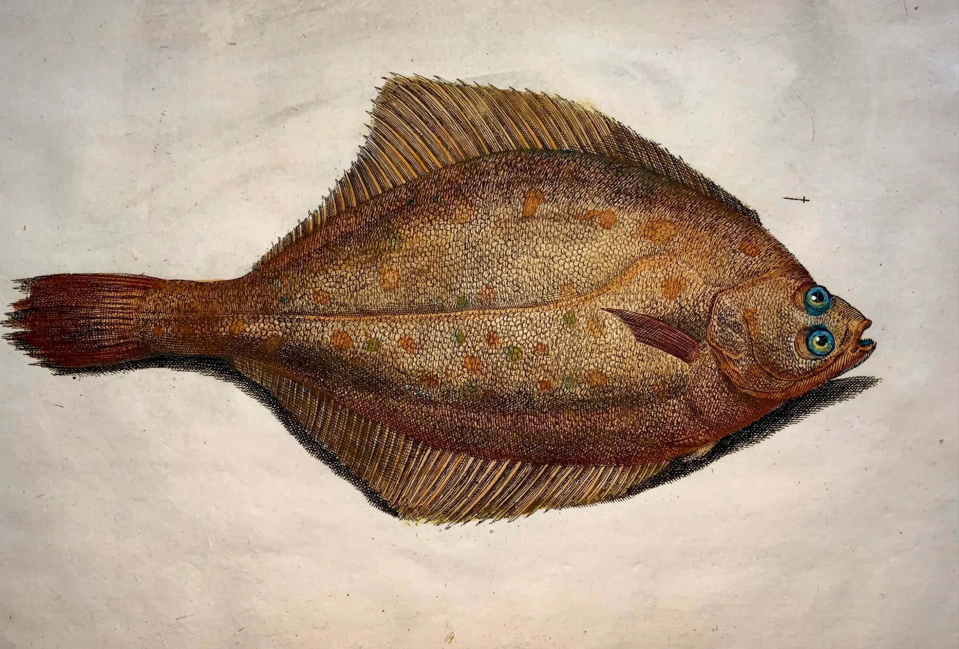 Download Flatfish Dab Species Illustration Wallpaper | Wallpapers.com