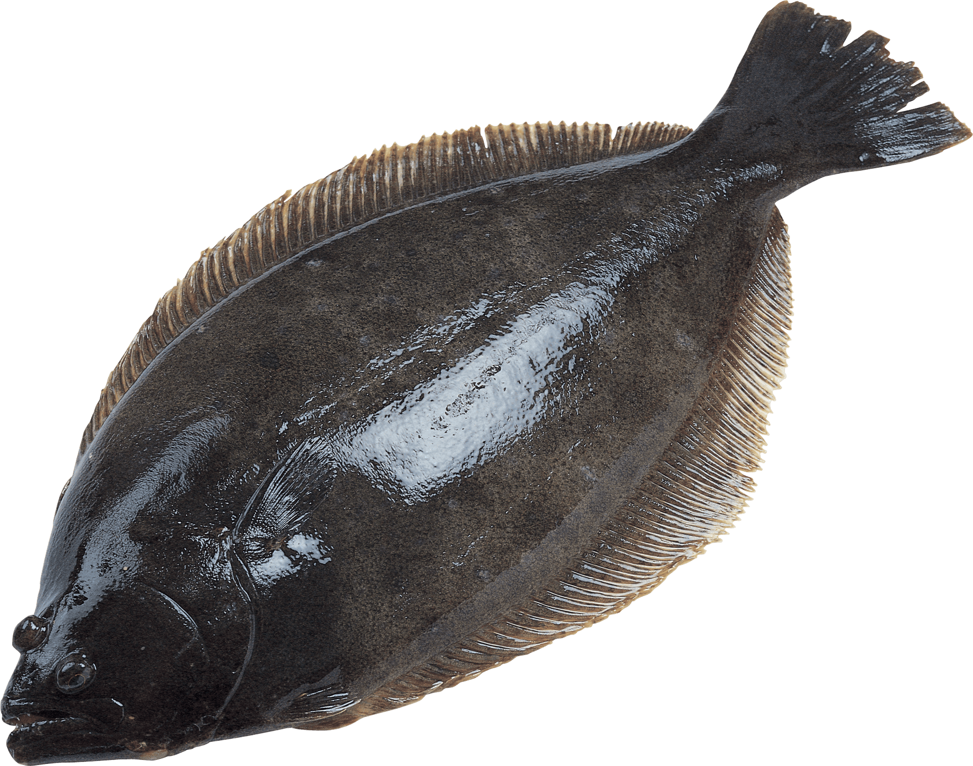 Flatfish Side View.png PNG