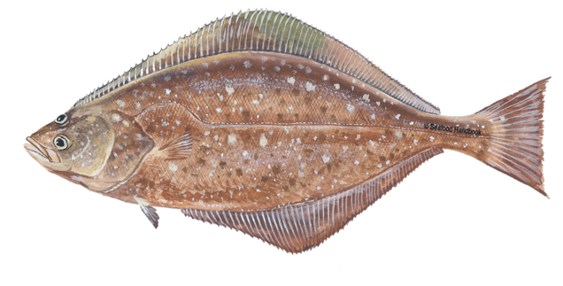 Flatfish Species Identification PNG