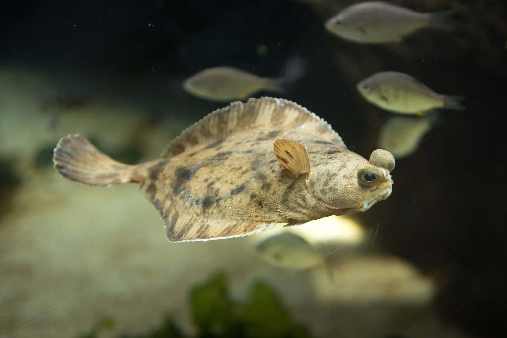 Flatfish Swimming Underwater.jpg Wallpaper