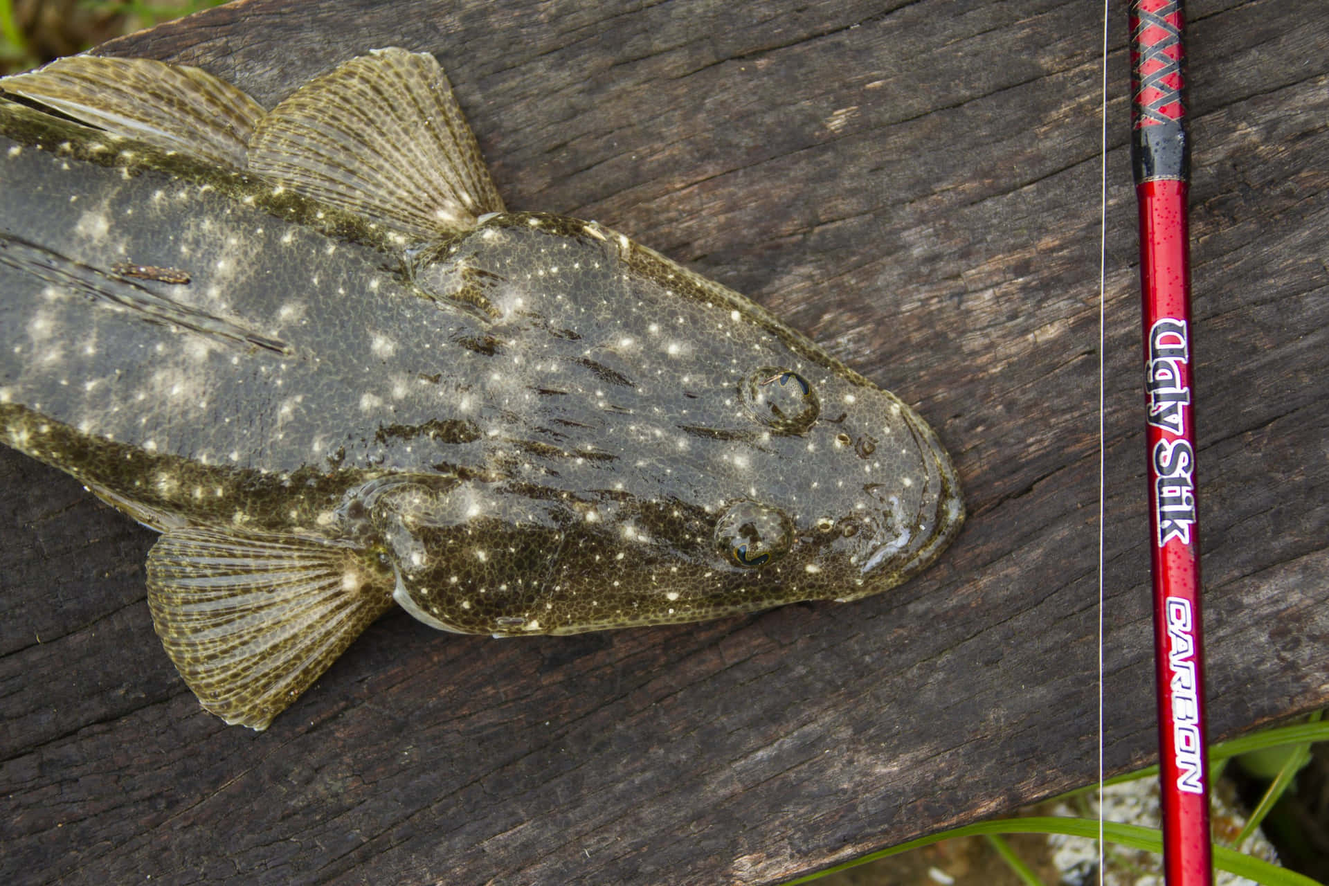 Flathead Catfish With Fishing Rod Wallpaper