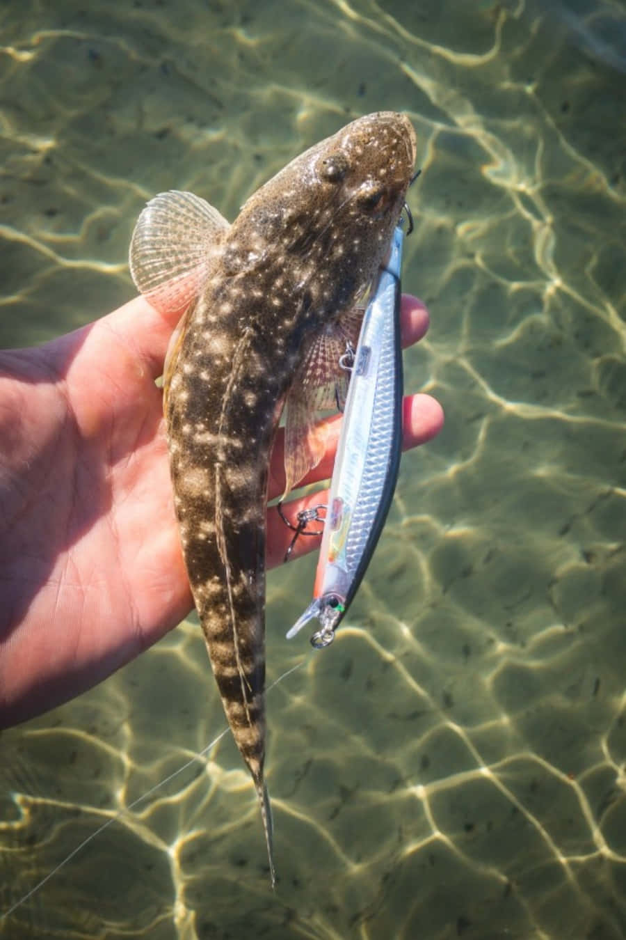 Flathead Caught With Lure Wallpaper