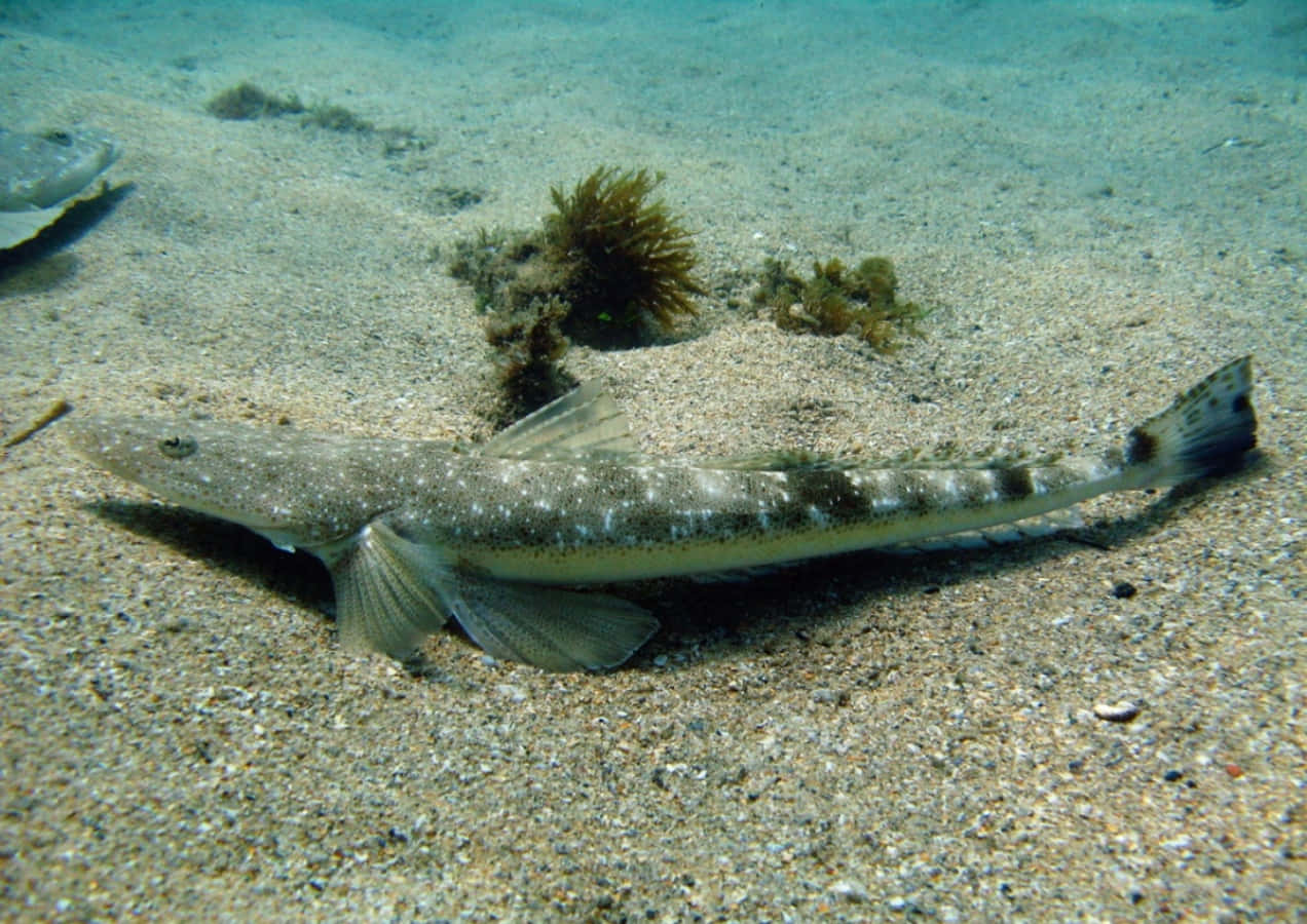 Flathead Fish Camouflaged Sandy Seabed.jpg Wallpaper