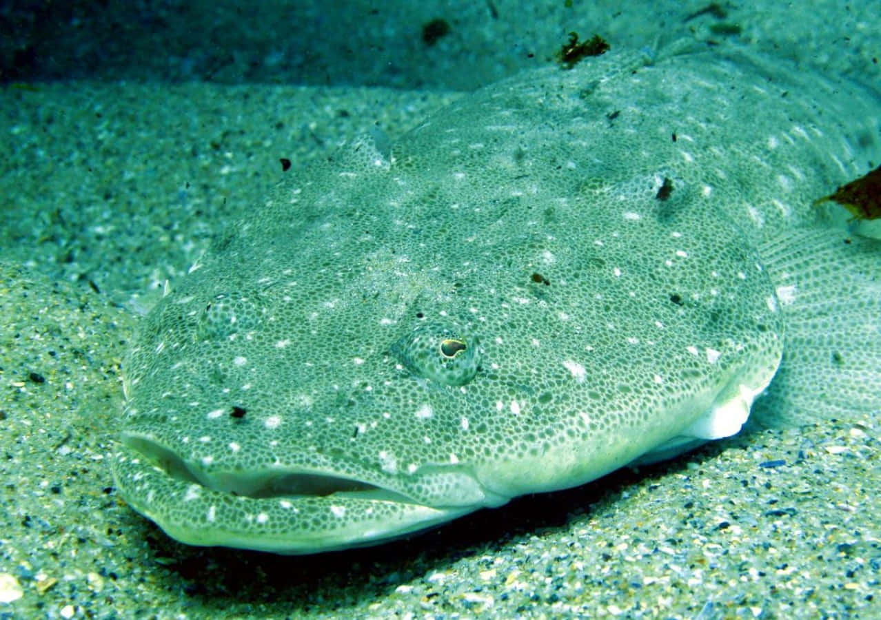 Flathead Fish Camouflagedon Seabed.jpg Wallpaper