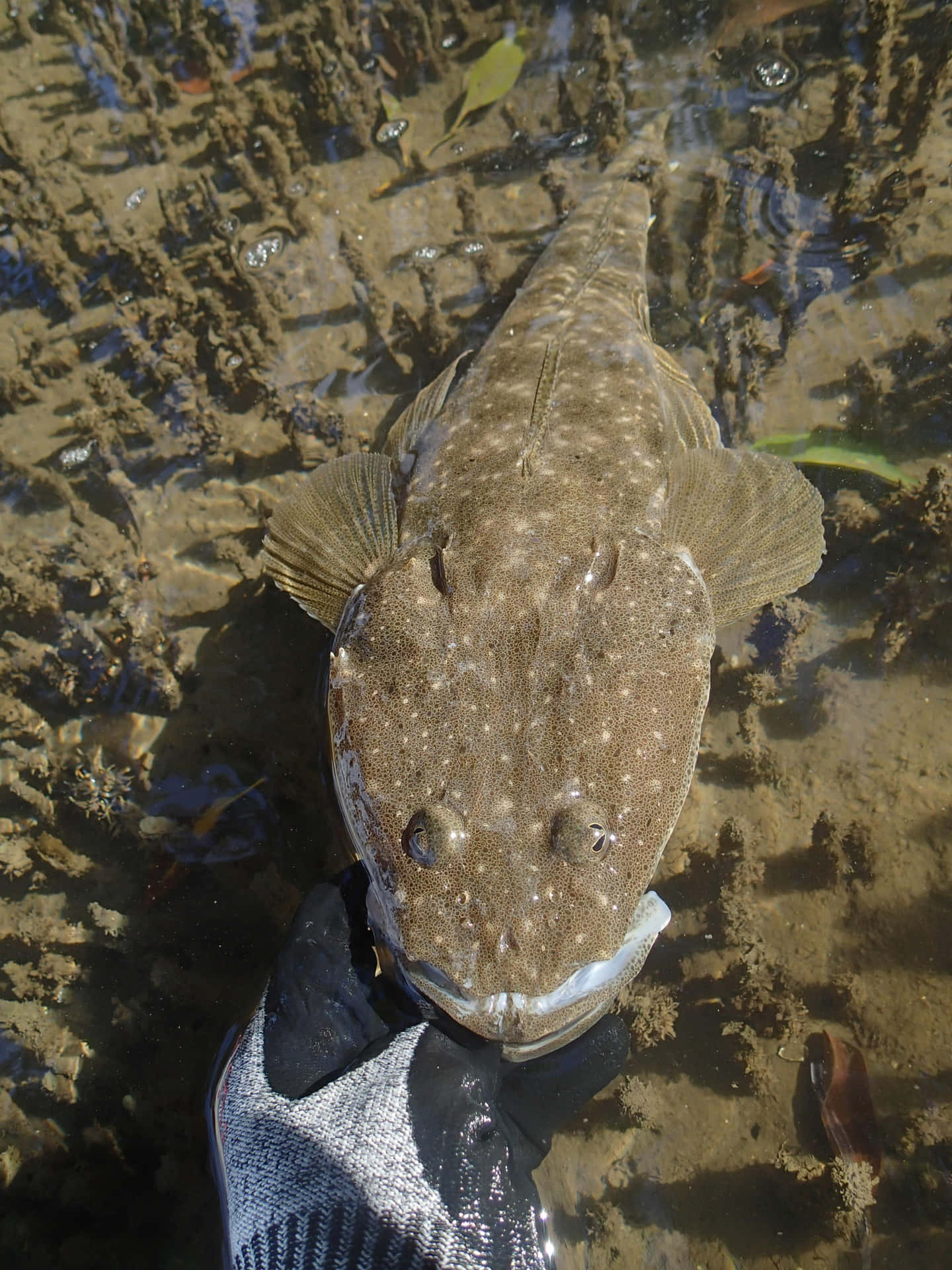 Flathead Fish In Shallow Water Wallpaper