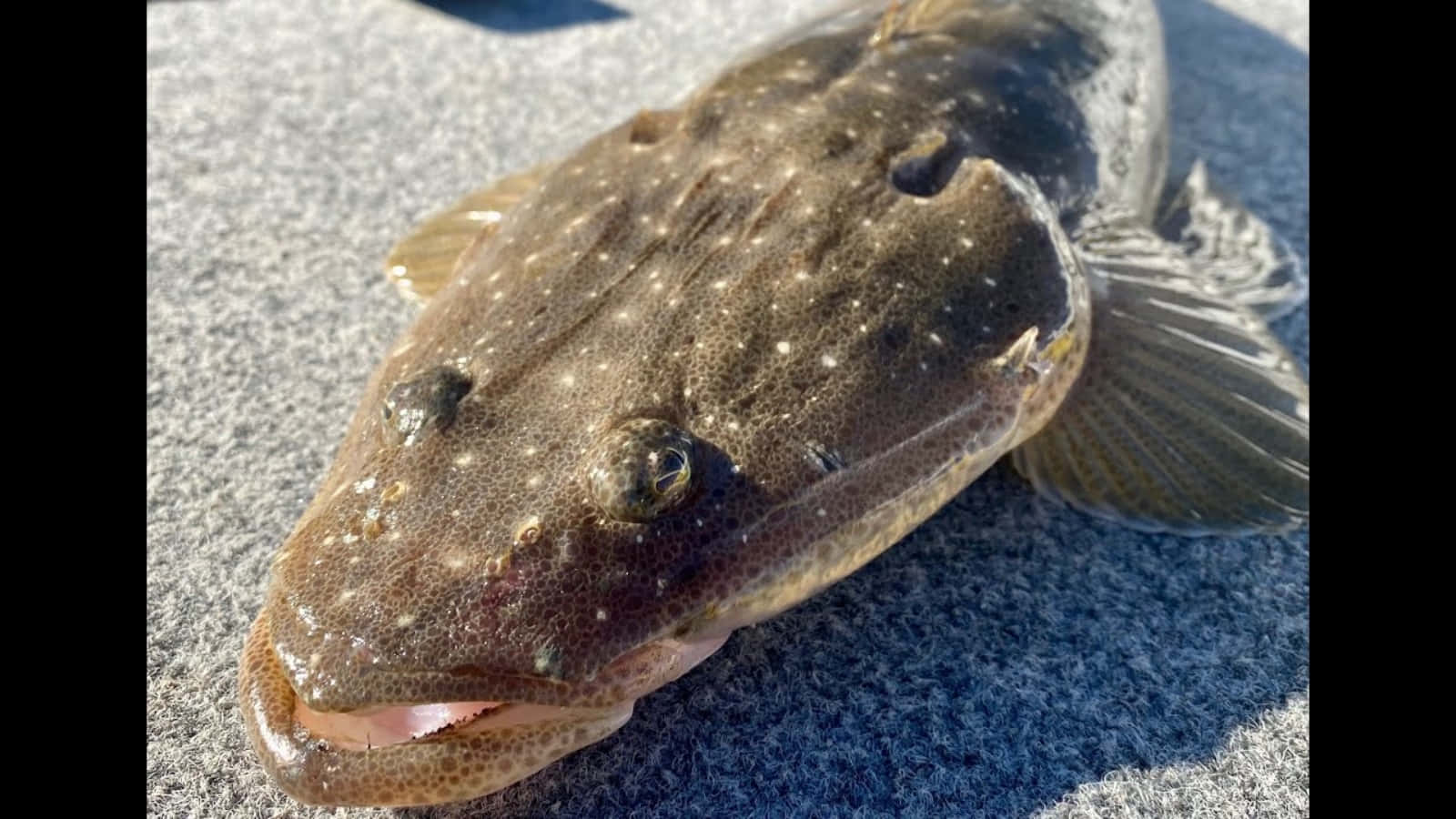 Flathead Fish On Sand.jpg Wallpaper