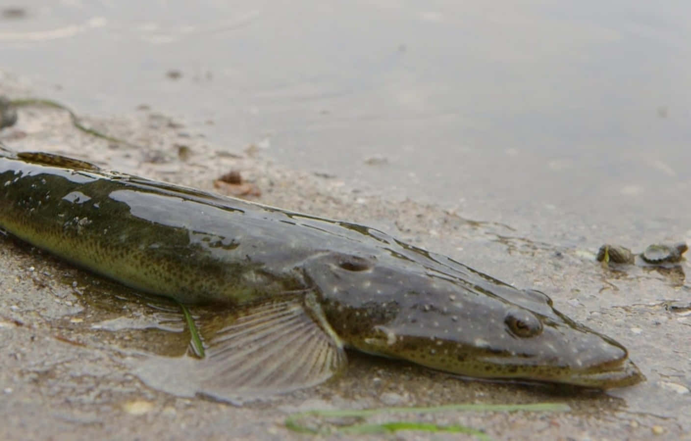 Flathead Fish On Shoreline.jpg Wallpaper