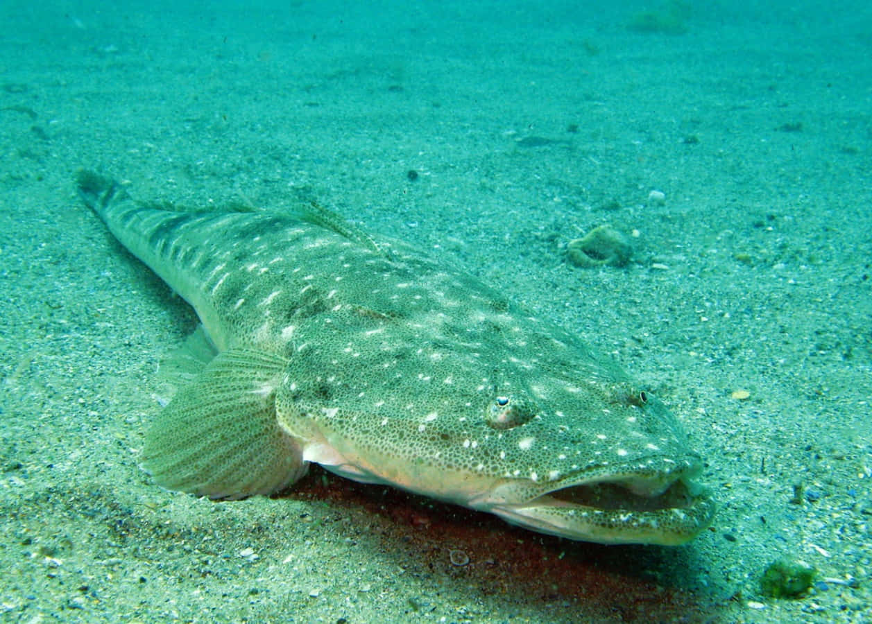 Flathead Fish Restingon Seabed.jpg Wallpaper