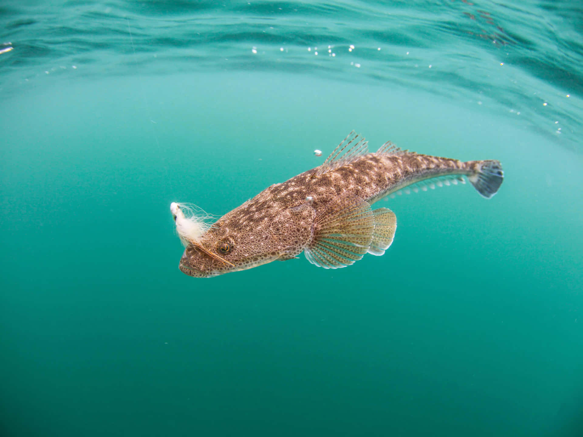Flathead Fish Swimming Underwater.jpg Wallpaper