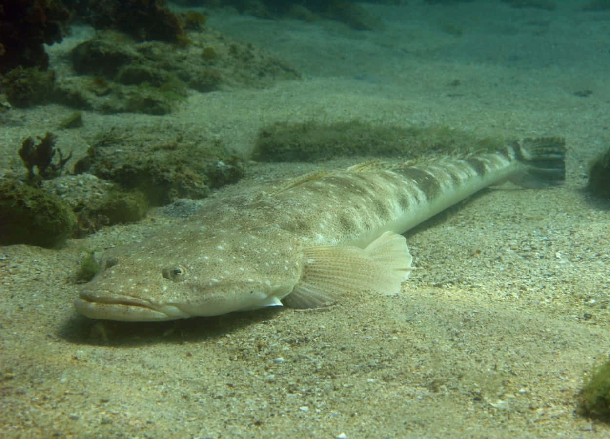 Flathead Fish Underwater Wallpaper