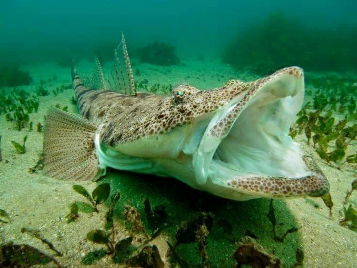 Flathead Fish Underwater Open Mouth.jpg Wallpaper