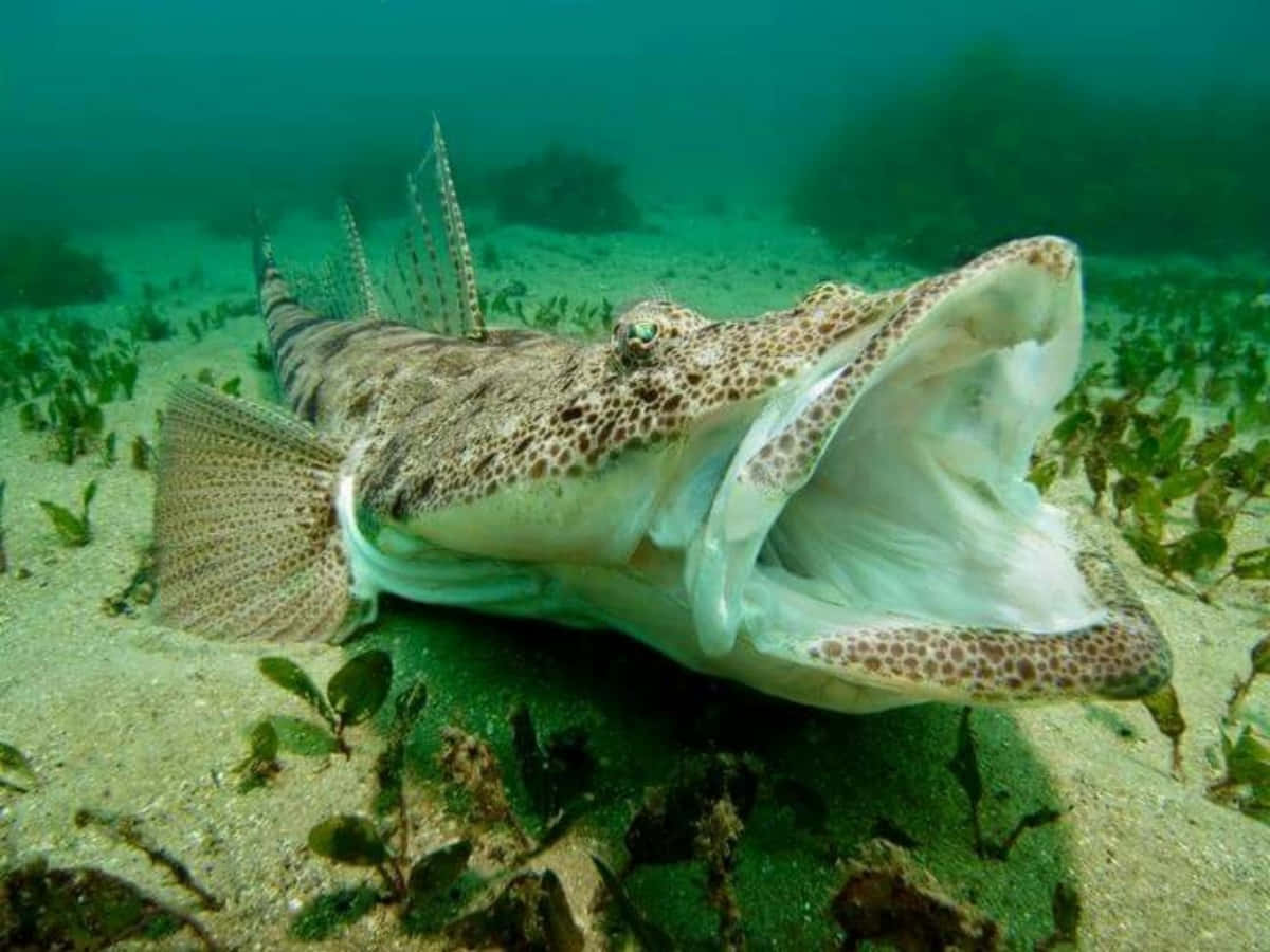 Download Flathead Fish Underwater Open Mouth.jpg Wallpaper | Wallpapers.com