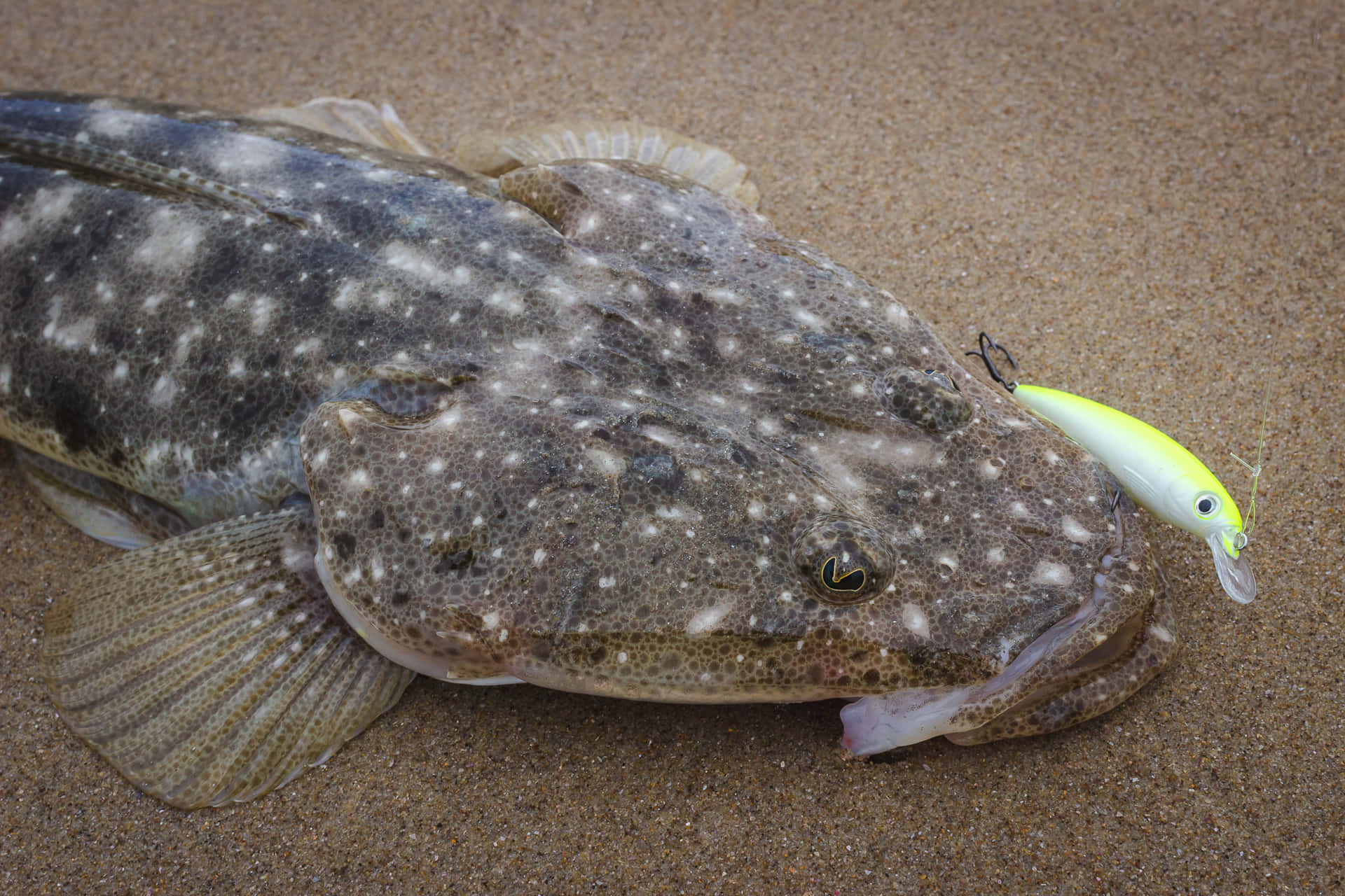 Flathead Fish With Lureon Sand Wallpaper