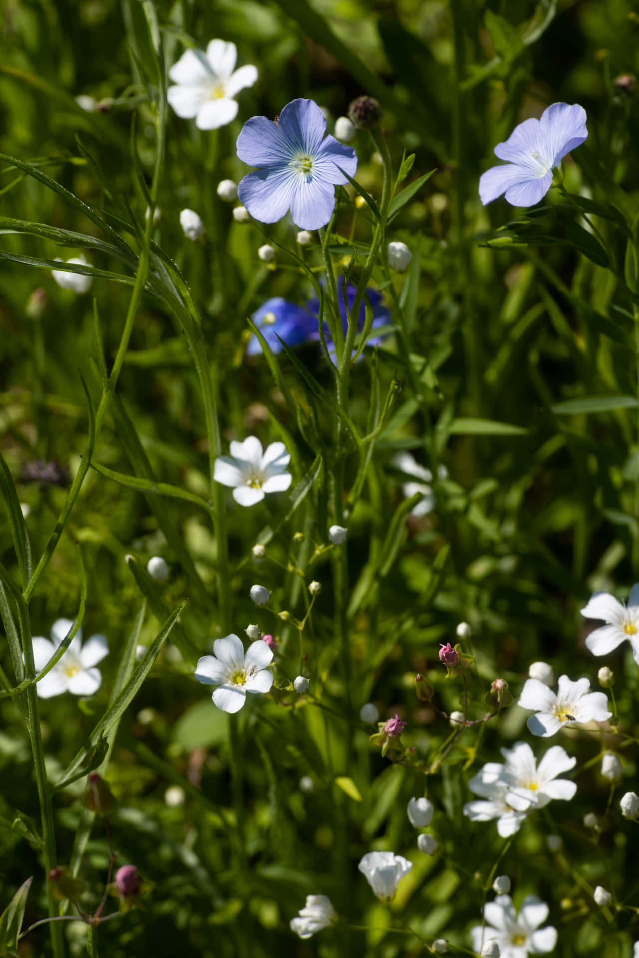 Flax Blue Flowers Phone Wallpaper