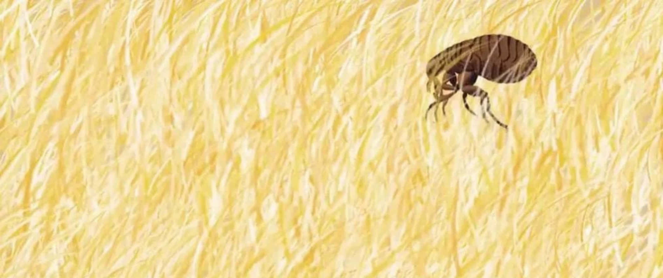 A Drawing Of A Bug In A Field Of Yellow Grass