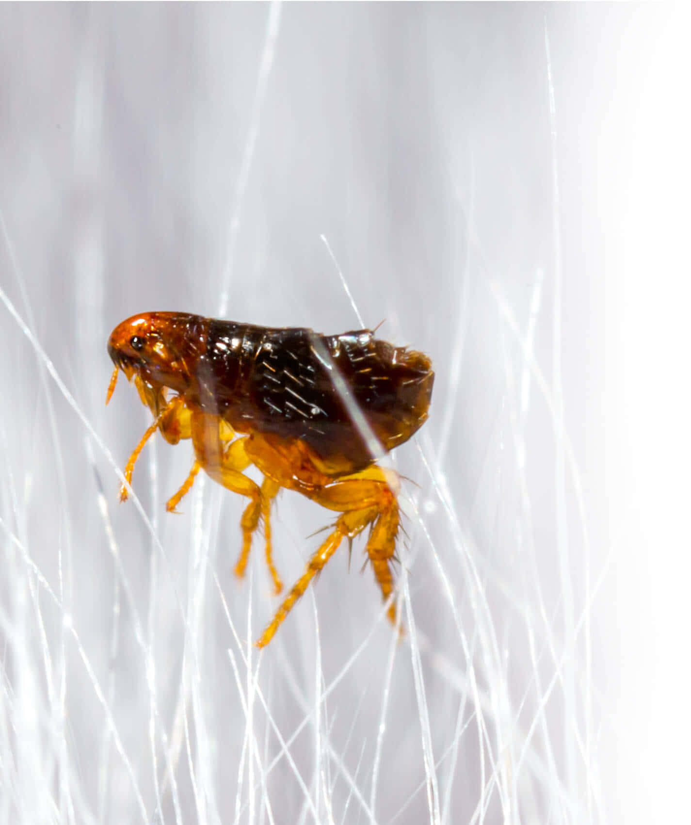 A Small Brown And Orange Bug On A White Background