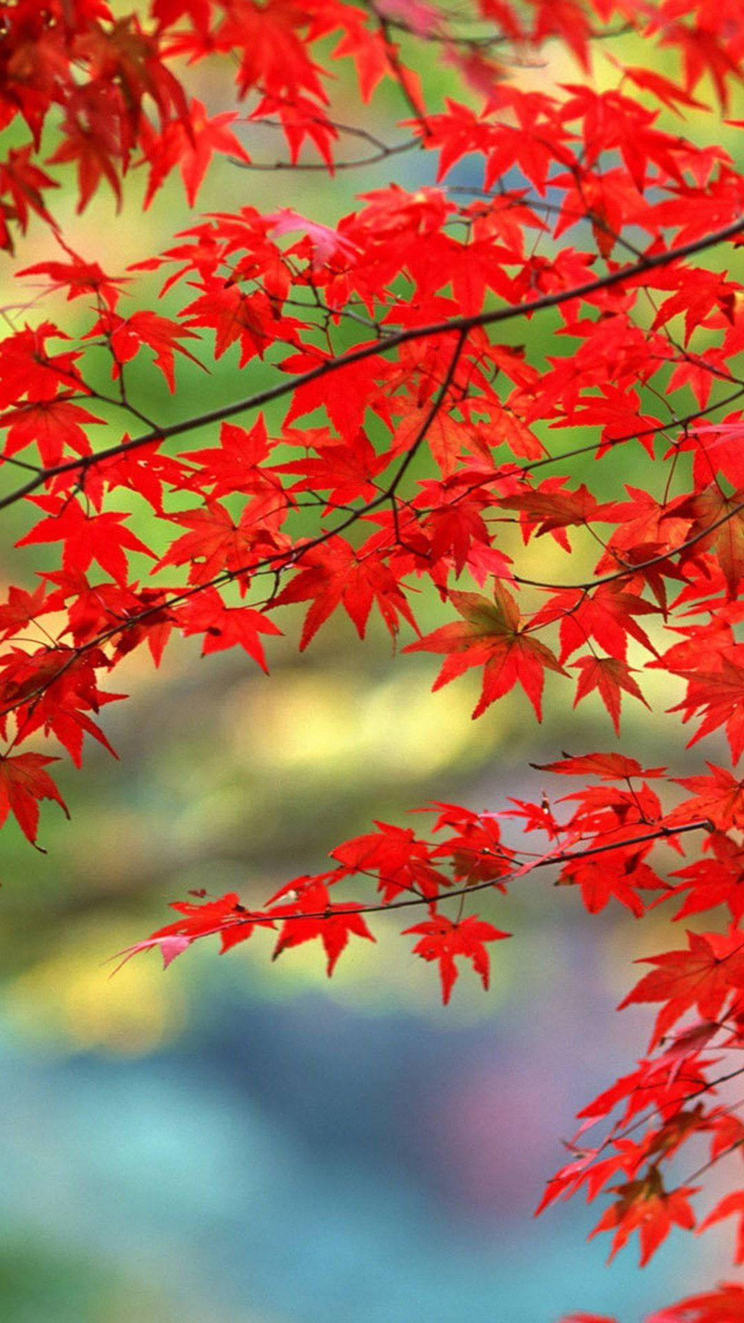 Flerfarvede Efterårsblade Wallpaper