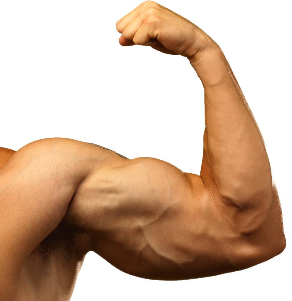 Flexed Bicep Muscular Arm.png PNG