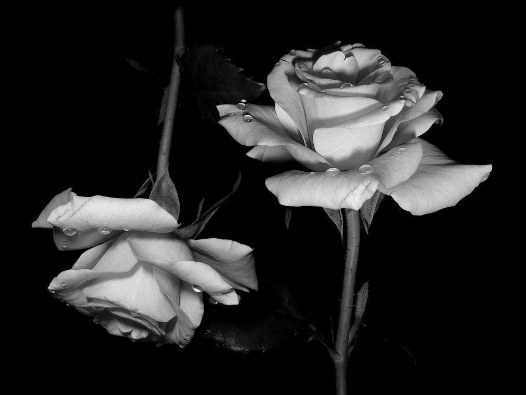 Sort Og Hvid Rose 1024 X 768 Wallpaper