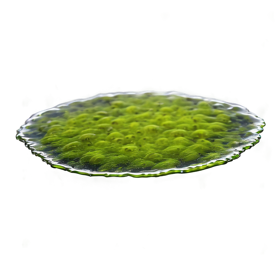 Floating Algae On Water Png Ute PNG