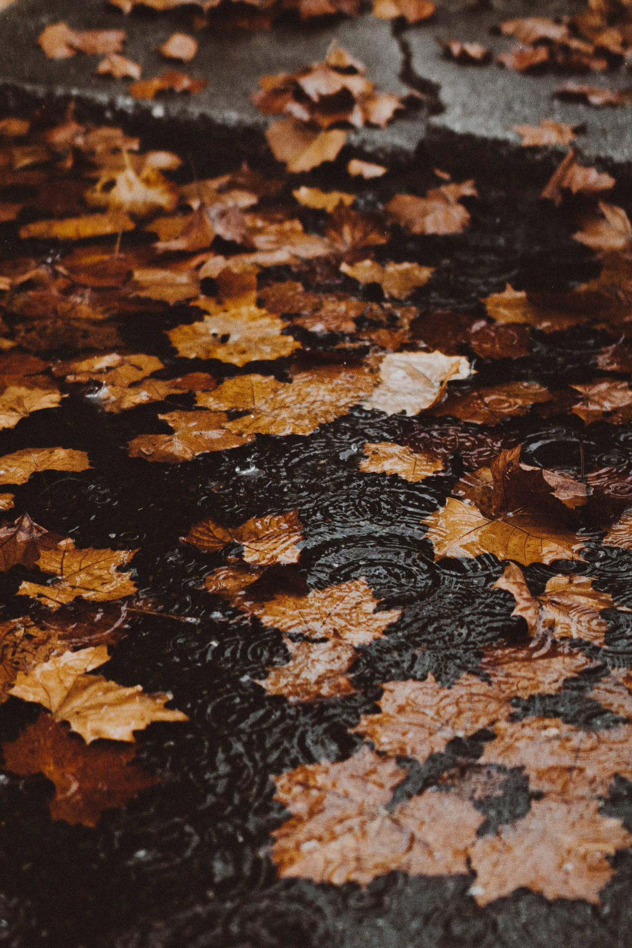 Floating Autumn Leaves Wallpaper