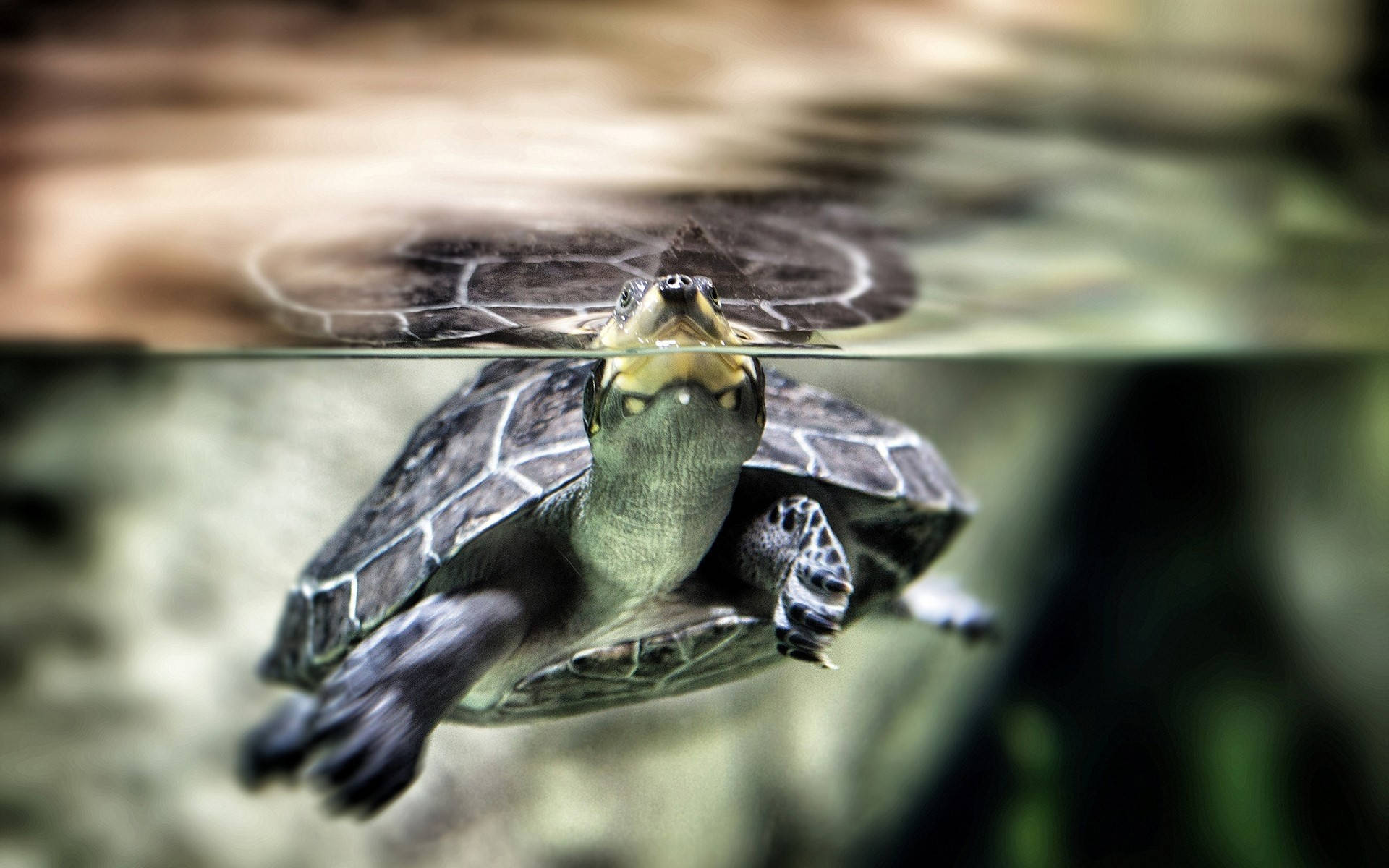 Floating Black Cute Turtle Wallpaper