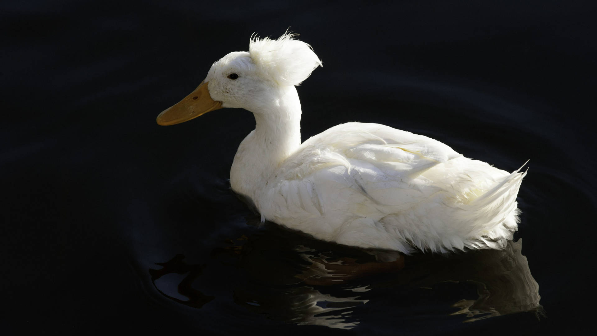 Floating Crested White Duck Wallpaper