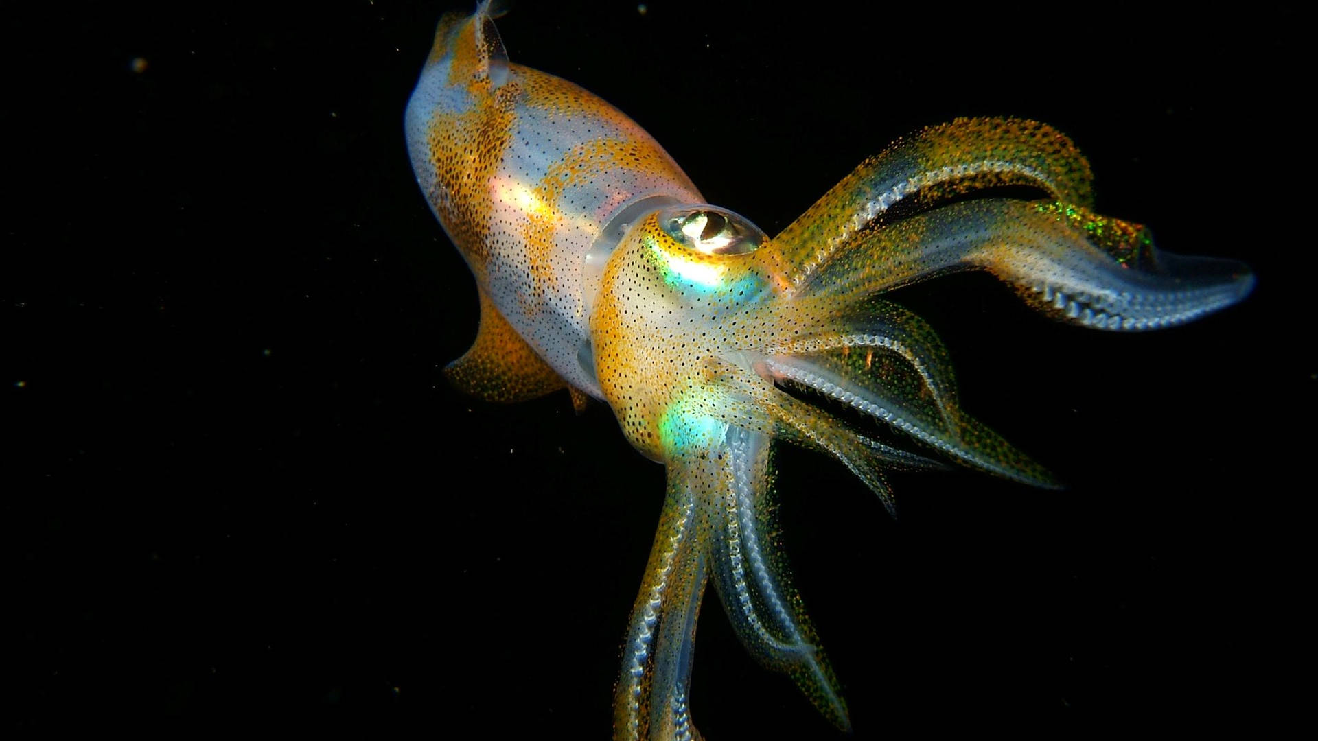 Floating Deepsea Calamari Wallpaper