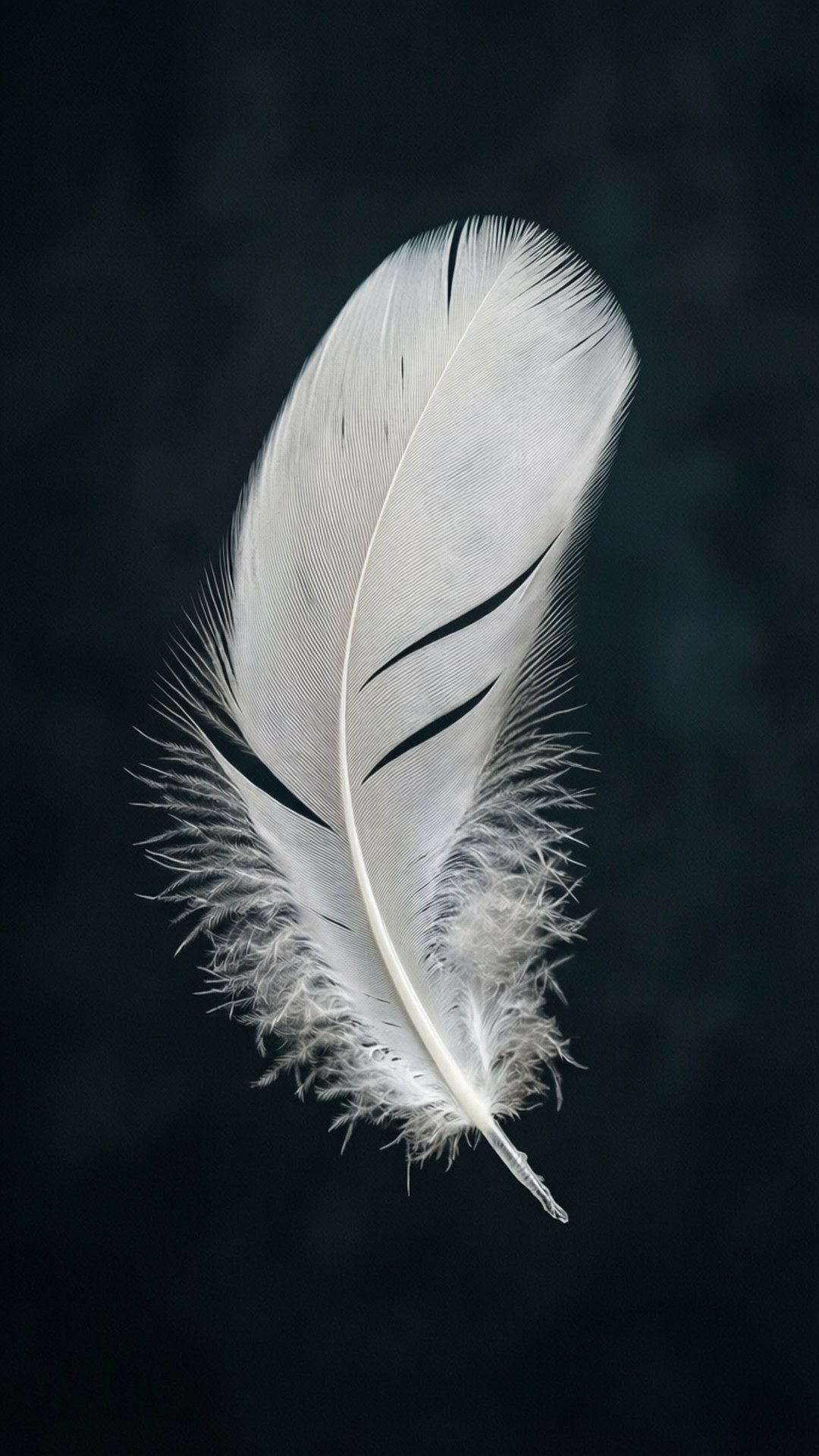 Plume Flottante Fonds d'écran